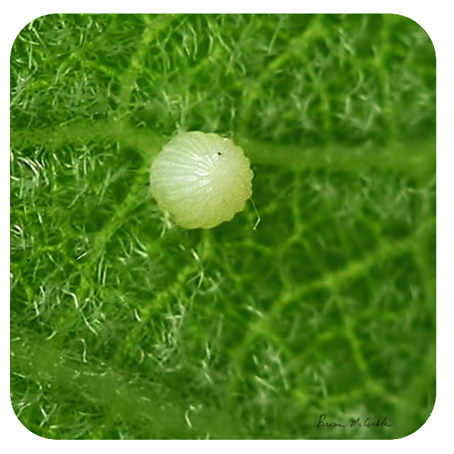 (image for) Monarch Egg